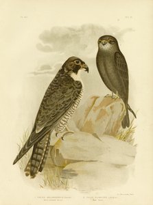 Zwartwangvalk, 1891